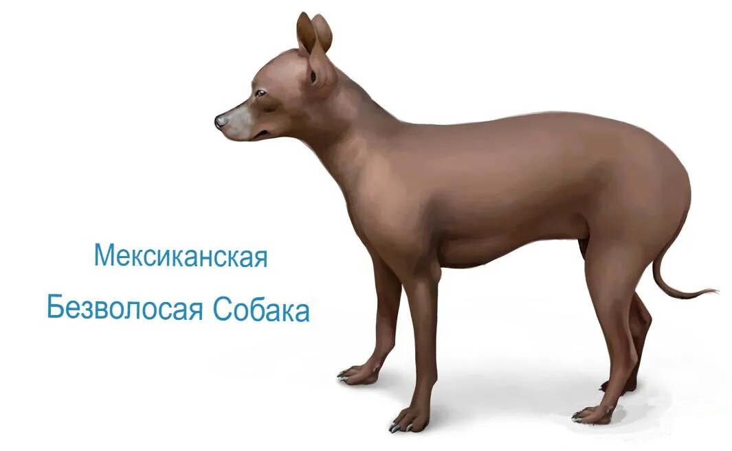 Мексиканские безволосые собаки