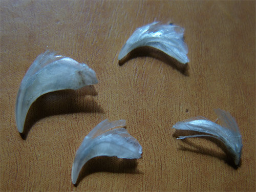 Ороговевший слой когтя 