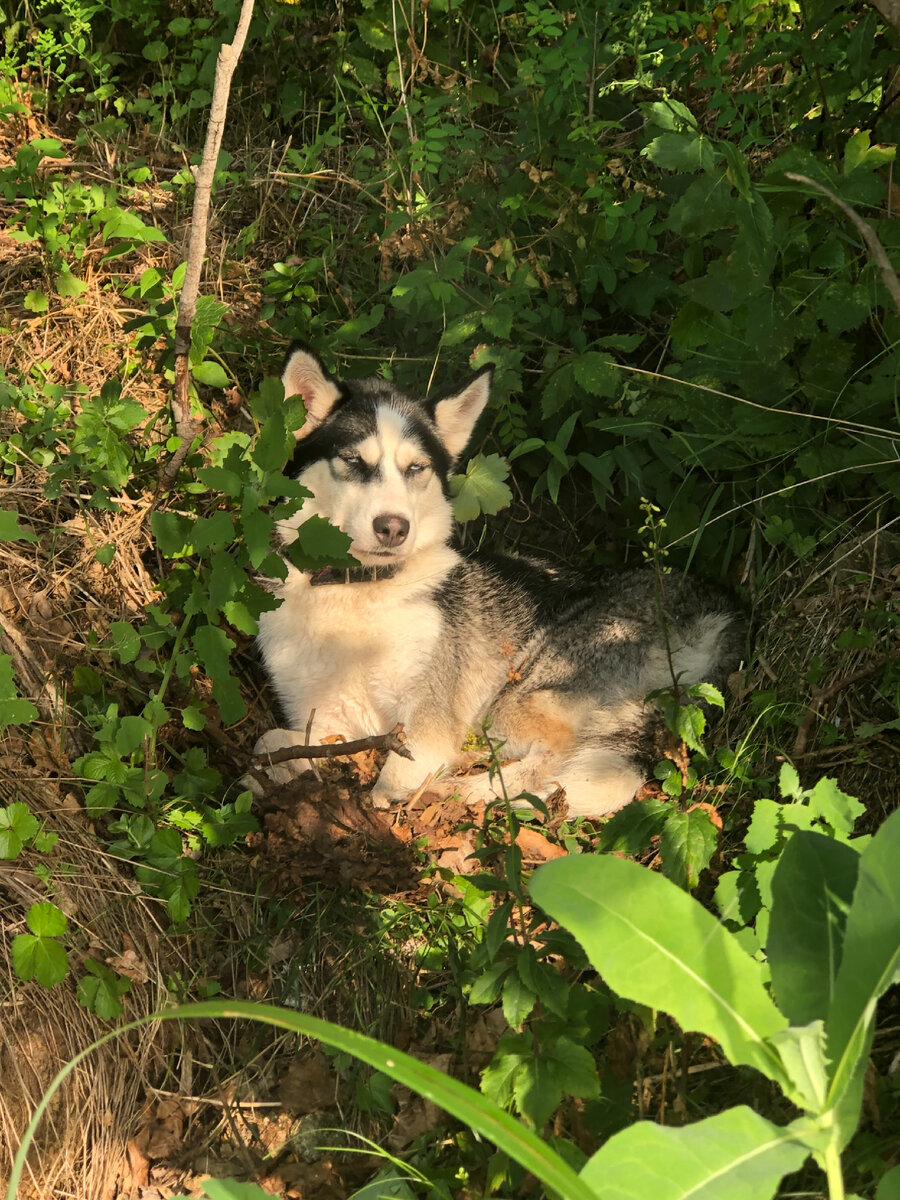 Хм, при чем тут dog?