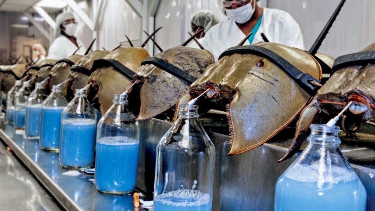 Что у насекомых вместо крови, и что за жёлтая каша вытекает из прихлопнутой мухи?5