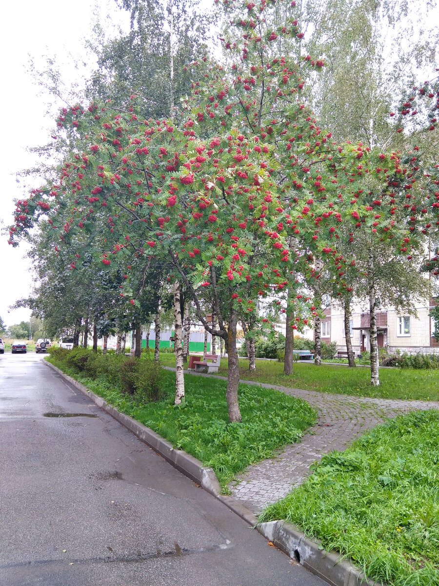 Рябинки в соседнем дворе. 