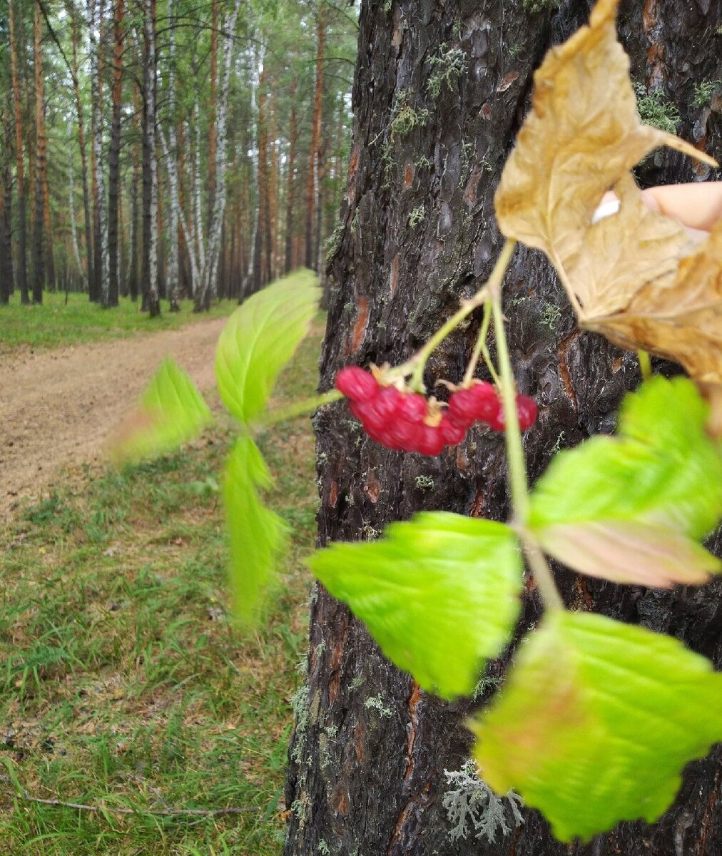 Лесная костяника - вкууусная)))