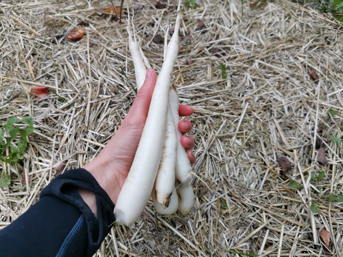 Не забудьте поставить "Палец вверх", чтобы Дайкон точно уродился на славу