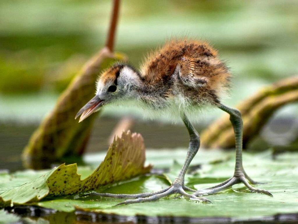 Птенец яканы. Источник фото: animalreader.ru