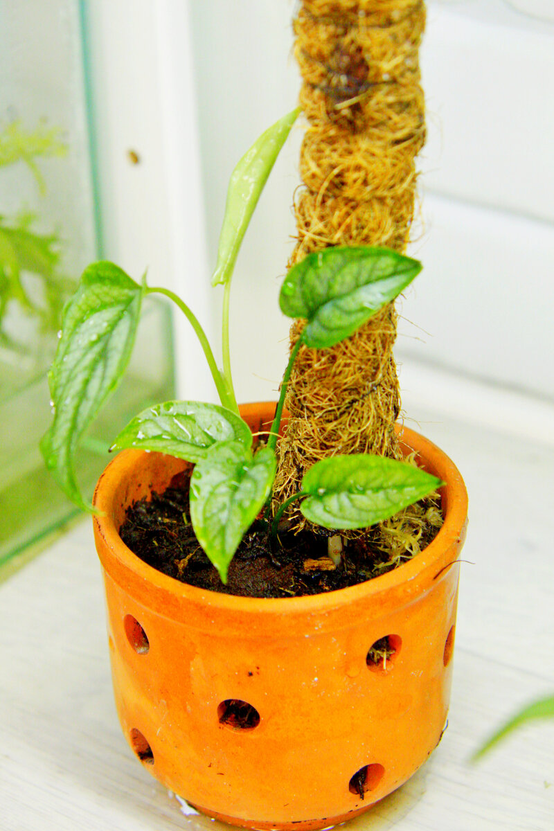 Монстера Сильтепекана Monstera Siltepecana  Фото автора. Смотрите, насколько новый лист крупнее! Йохоо!