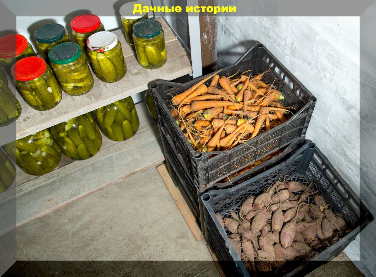 Храним без потерь: зимнее хранение овощей и корнеплодов | Дачные ...