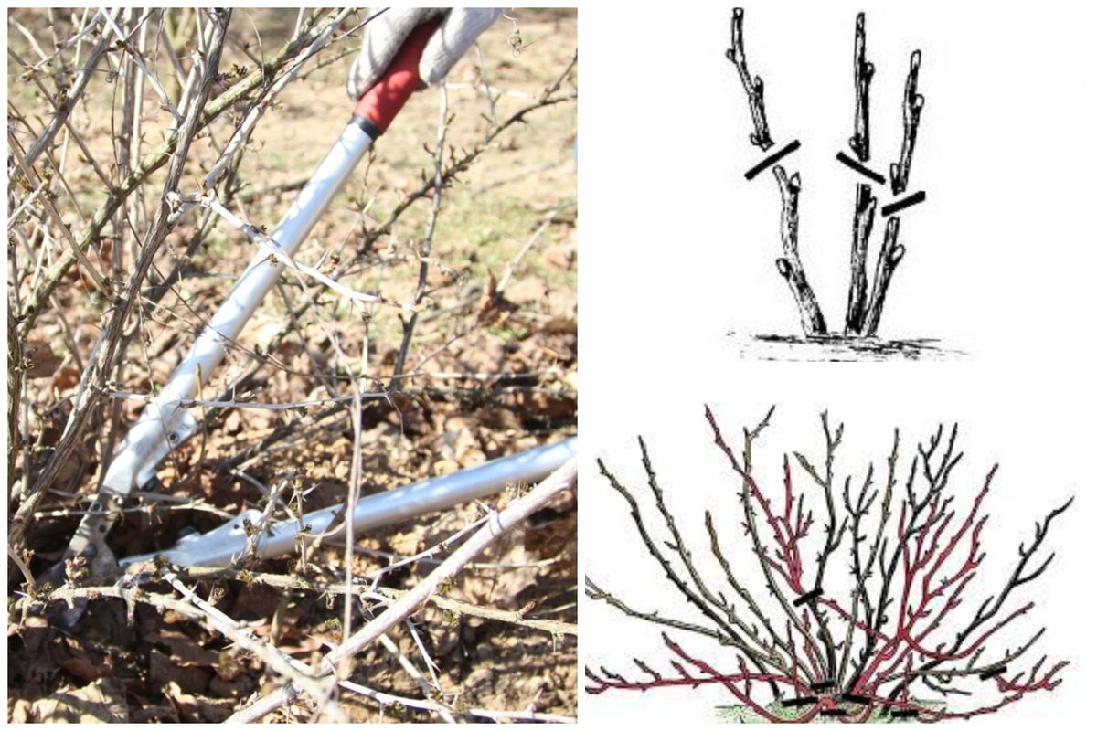 Как обрезать крыжовник после сбора урожая