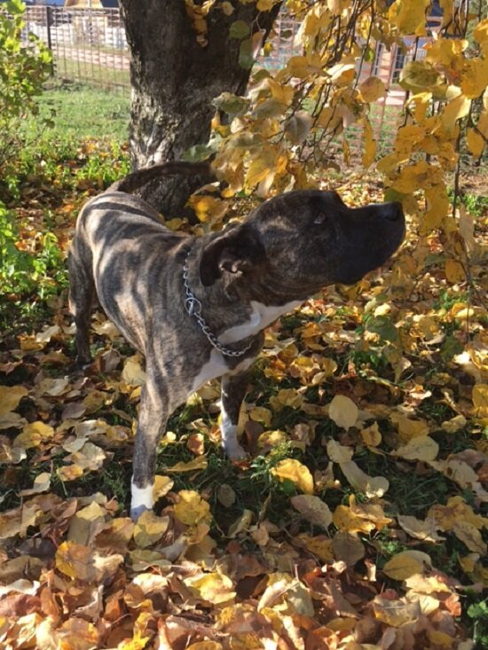 Хорошее здоровье и крепкий иммунитет