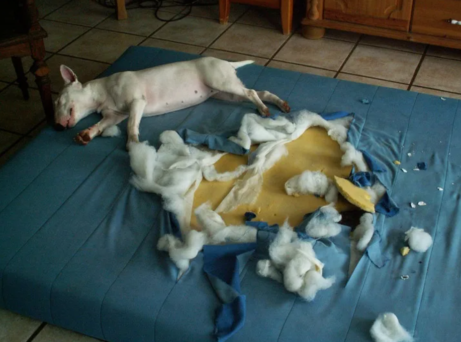 Собака съела своих щенков. Собака разорвала матрас. Собака разорвала диван.