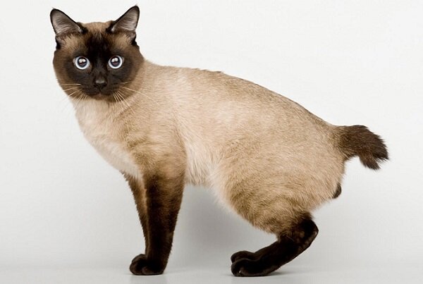 9 Меконгский Бобтейл