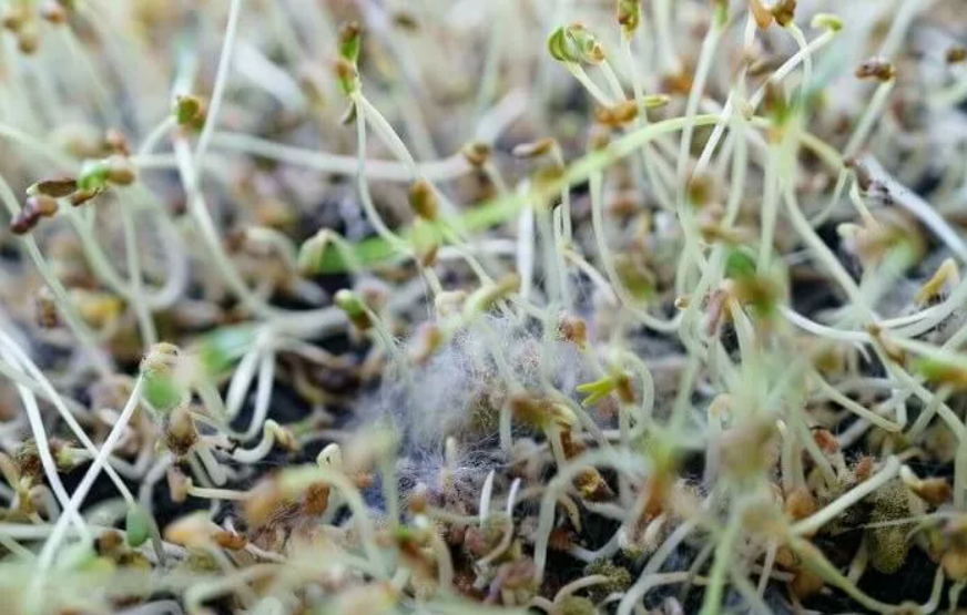 Плесень в микрозелени