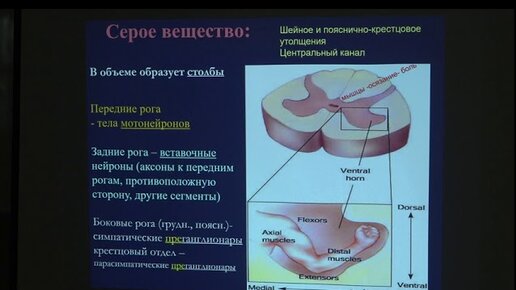 Ловать М. Л. - Физиология человека и животных. Часть 1 - Лекция 10