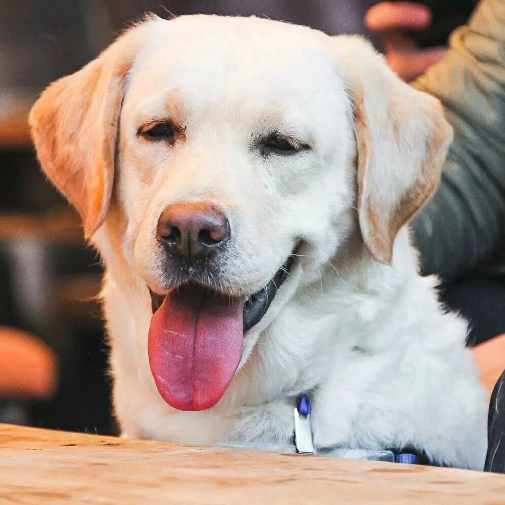 Можно листать