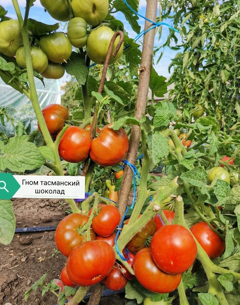 Томат Гном мгла Винса. Томат Гном Тасманский шоколад. Гном Анто томат.