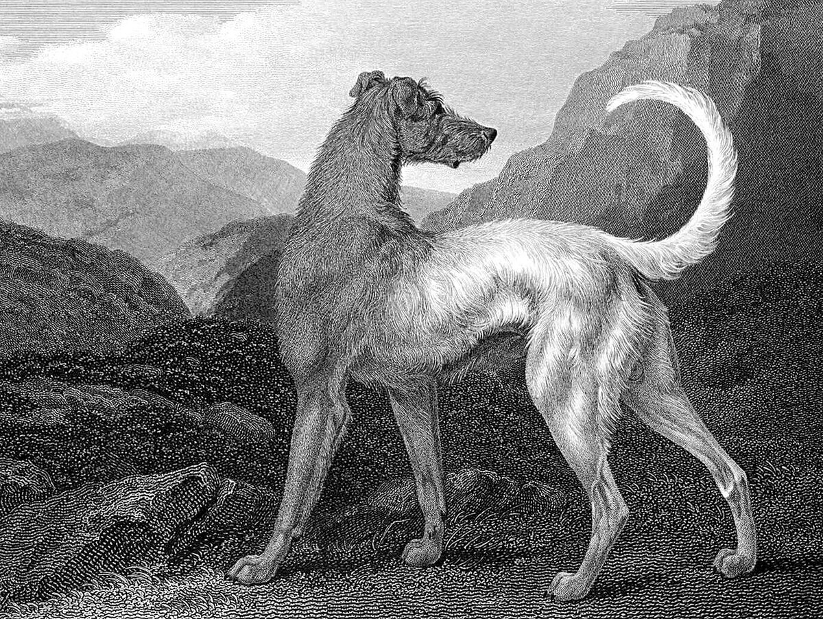 Ирландский волкодав — серьезный на вид, бородатый пес-исполин, выращенный для уничтожения волков. Но не спешите колотить себя в грудь, демонстрируя готовность усмирить свирепого зверя.-2