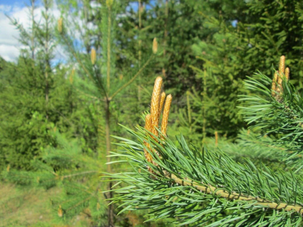 Молодые сосновые побеги в мае. Уже можно варить варенье ("сосновый мёд")