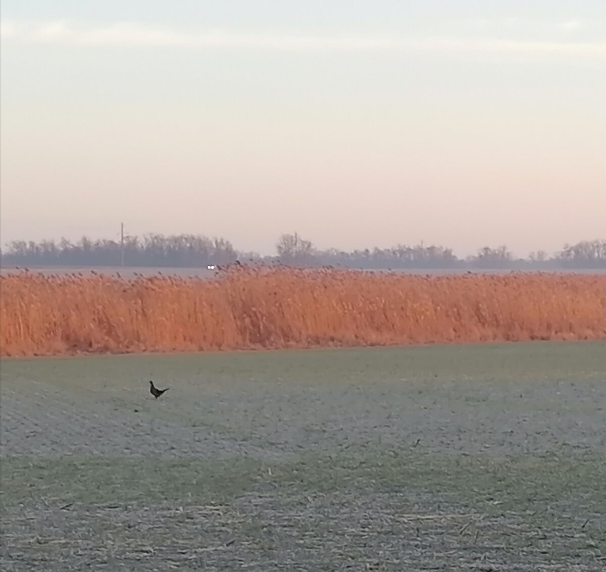 На полях бегают фазаны