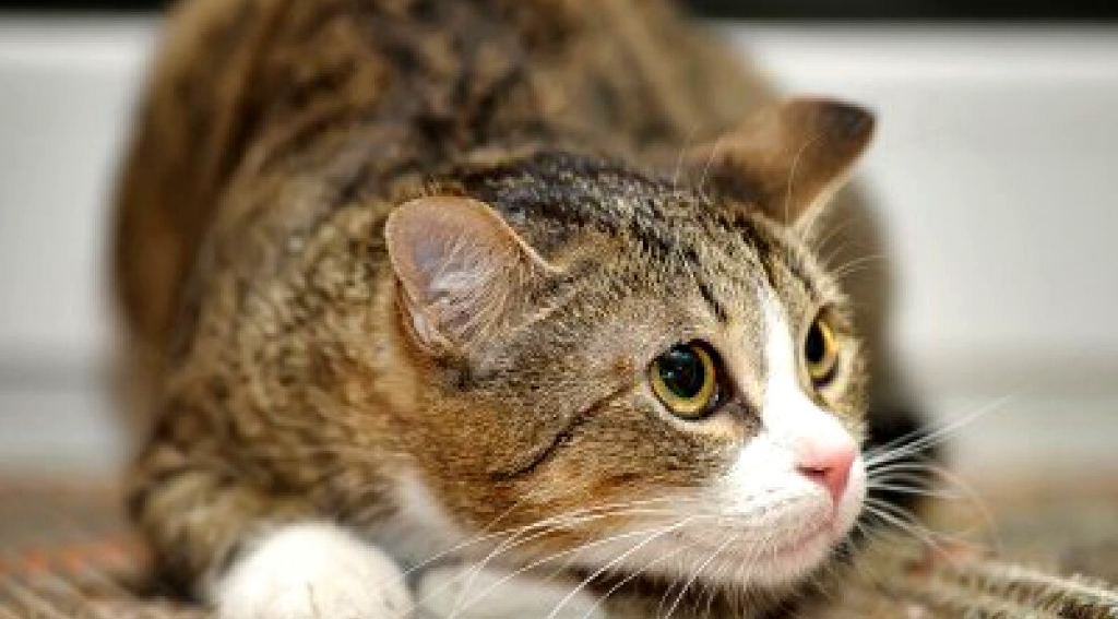 Боюсь, а чего боюсь, не знаю