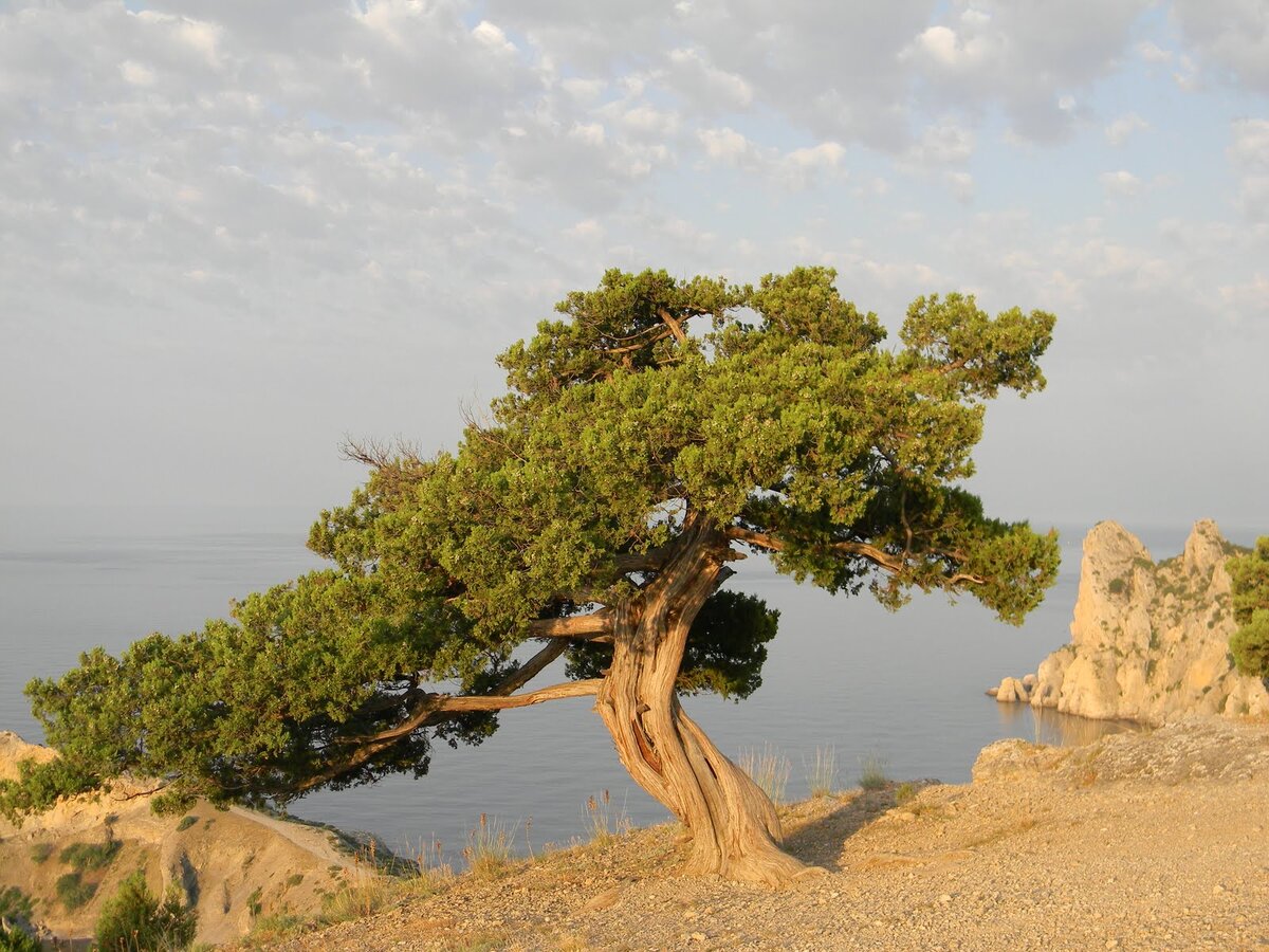 Деревья крыма фото и описание Crimean Reserve Pavel Kholvin Дзен