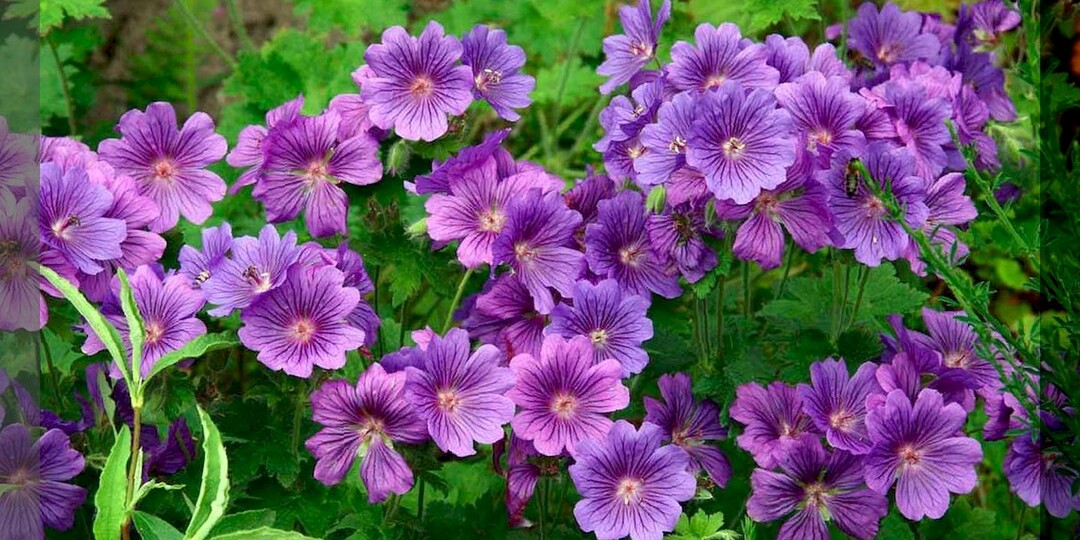 Непрерывно цветут всё (почти всё) лето: тридцать самых красивых цветов и декоративных кустарников длительного цветения