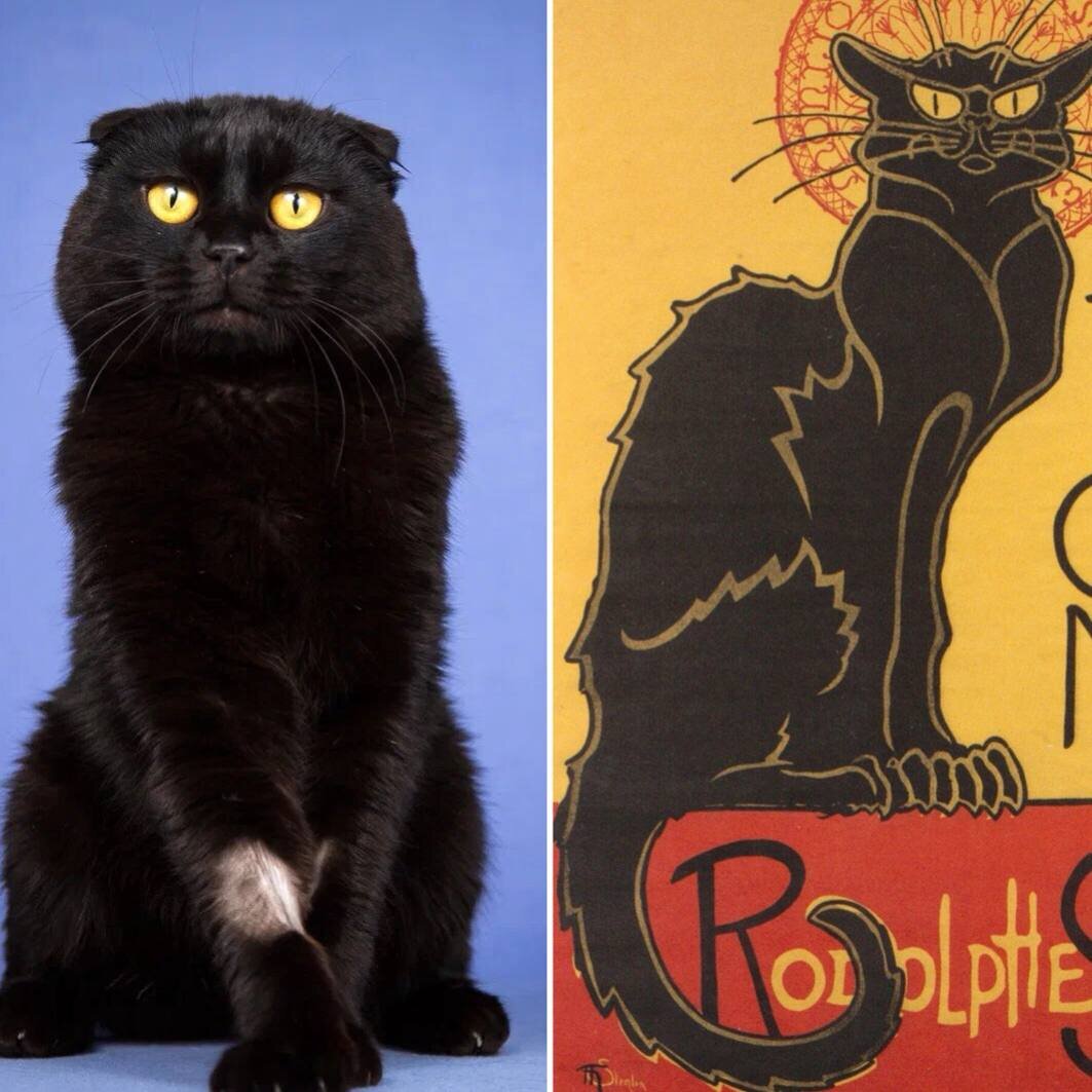 Вислоухий котик Трюфель, ему около двух, и он ищет дом. Афиша парижского кабаре "Черный кот", 1896 год