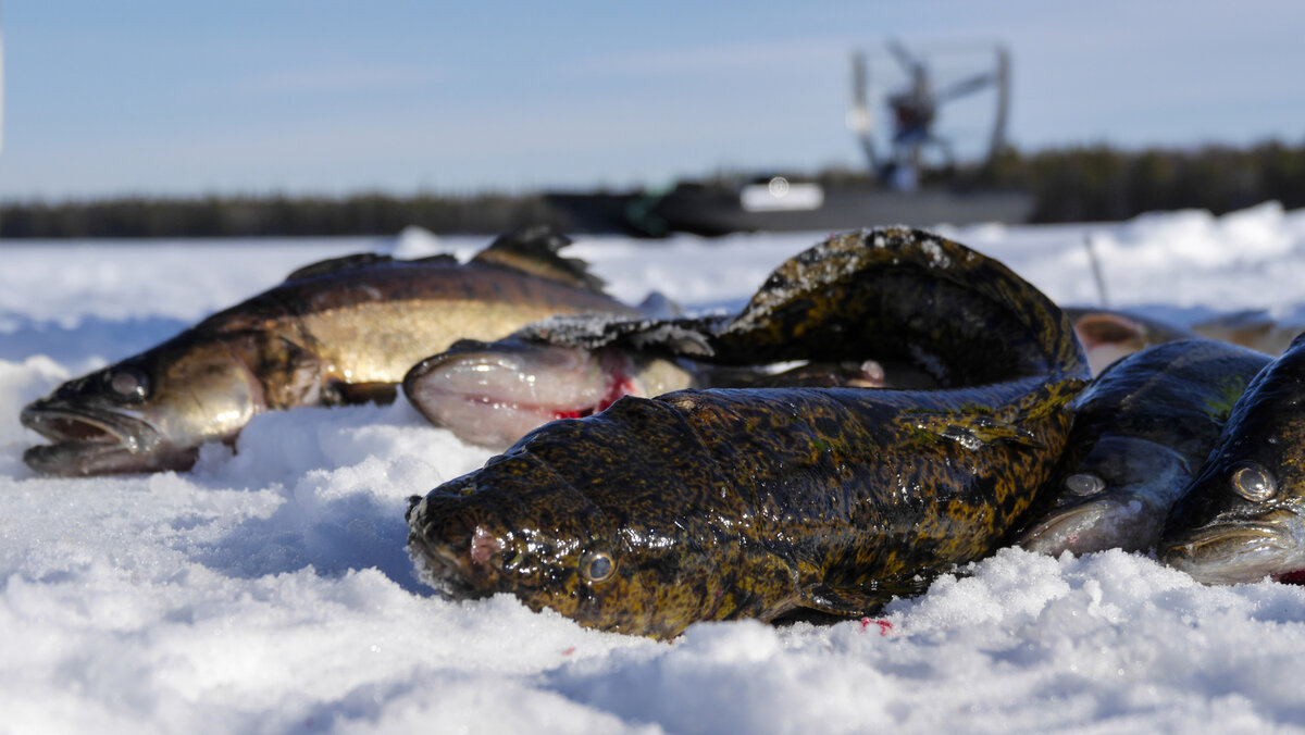 Рыбалка на налима зимой – ловля на стукалку и на жерлицы