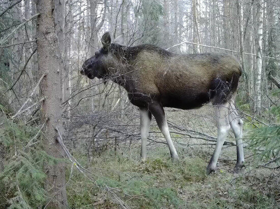    Скриншот видео: группа "Заповедник "Костомукшский"