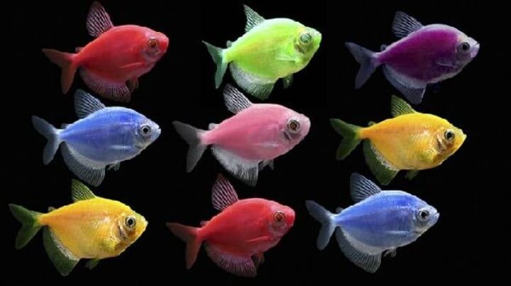 Аквариумная рыбка тернеция.