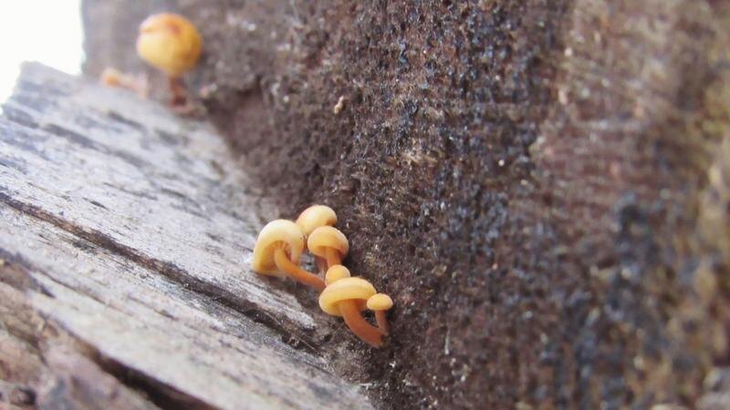    Фото: vk.com/grib_spb