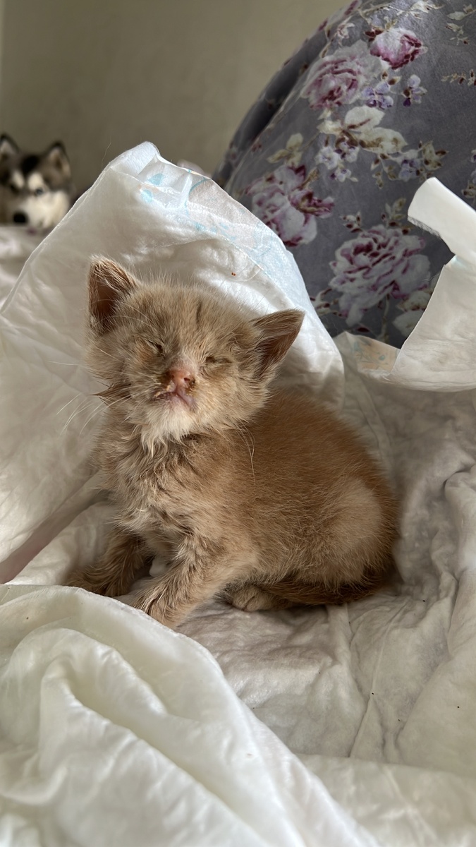 Кот выжил!(6 июля)