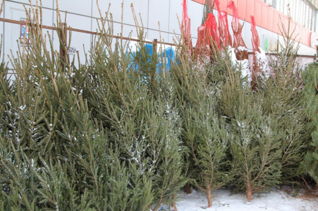    Где в Москве открылись елочные базары?