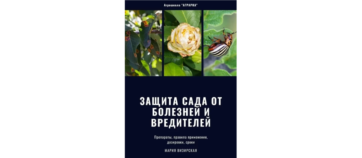Пазник стержнекорневой – друг одуванчика