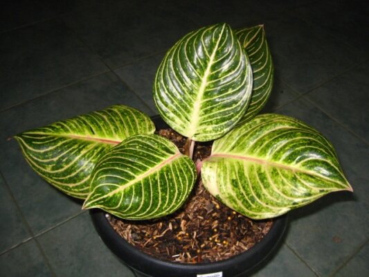 Aglaonema Esmeralda