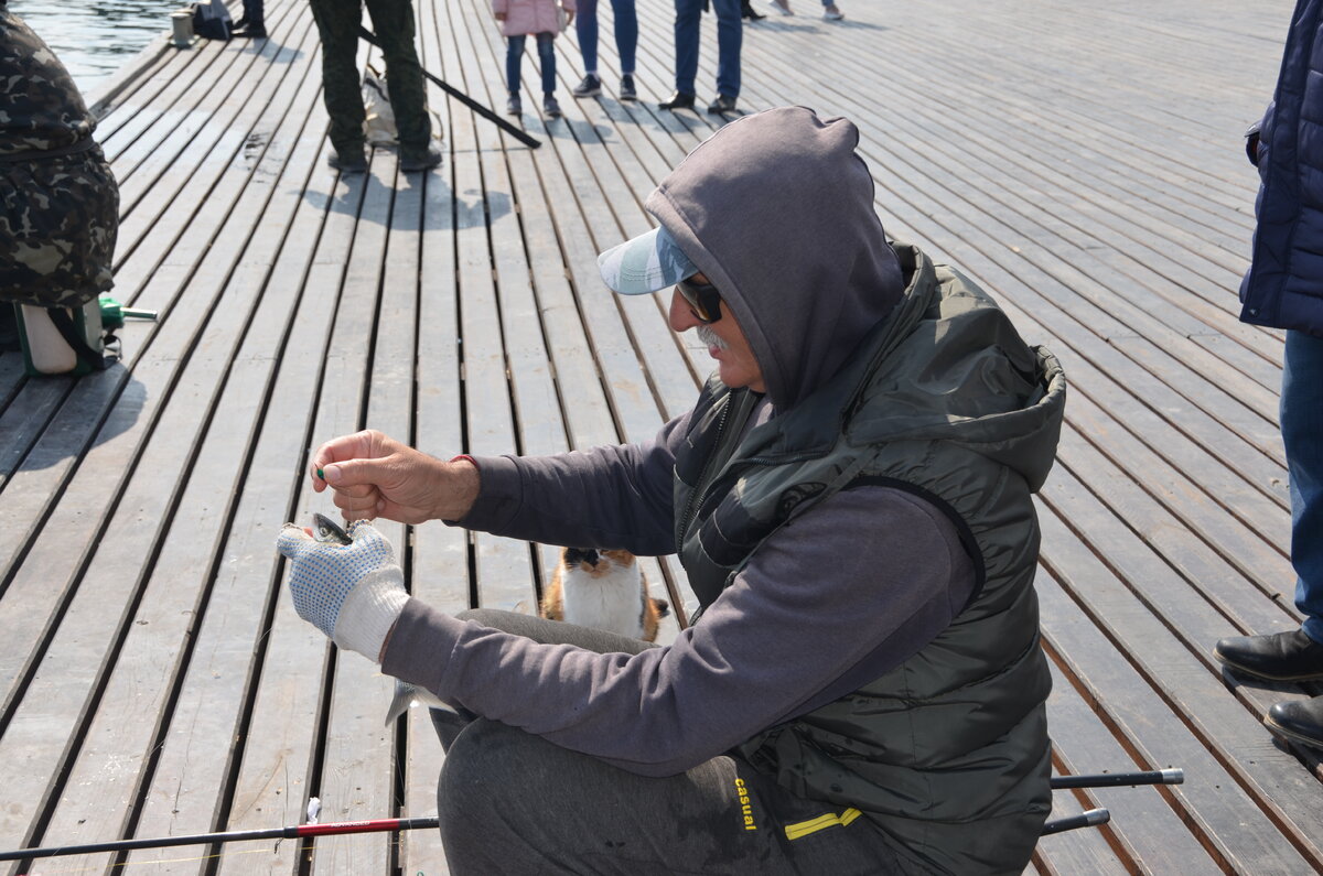 Если присмотреться, то на этом фото можно заметить очень внимательного кота