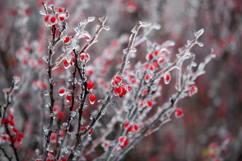 Ледяной дождь. Фото Алексея Пирязева.📷
