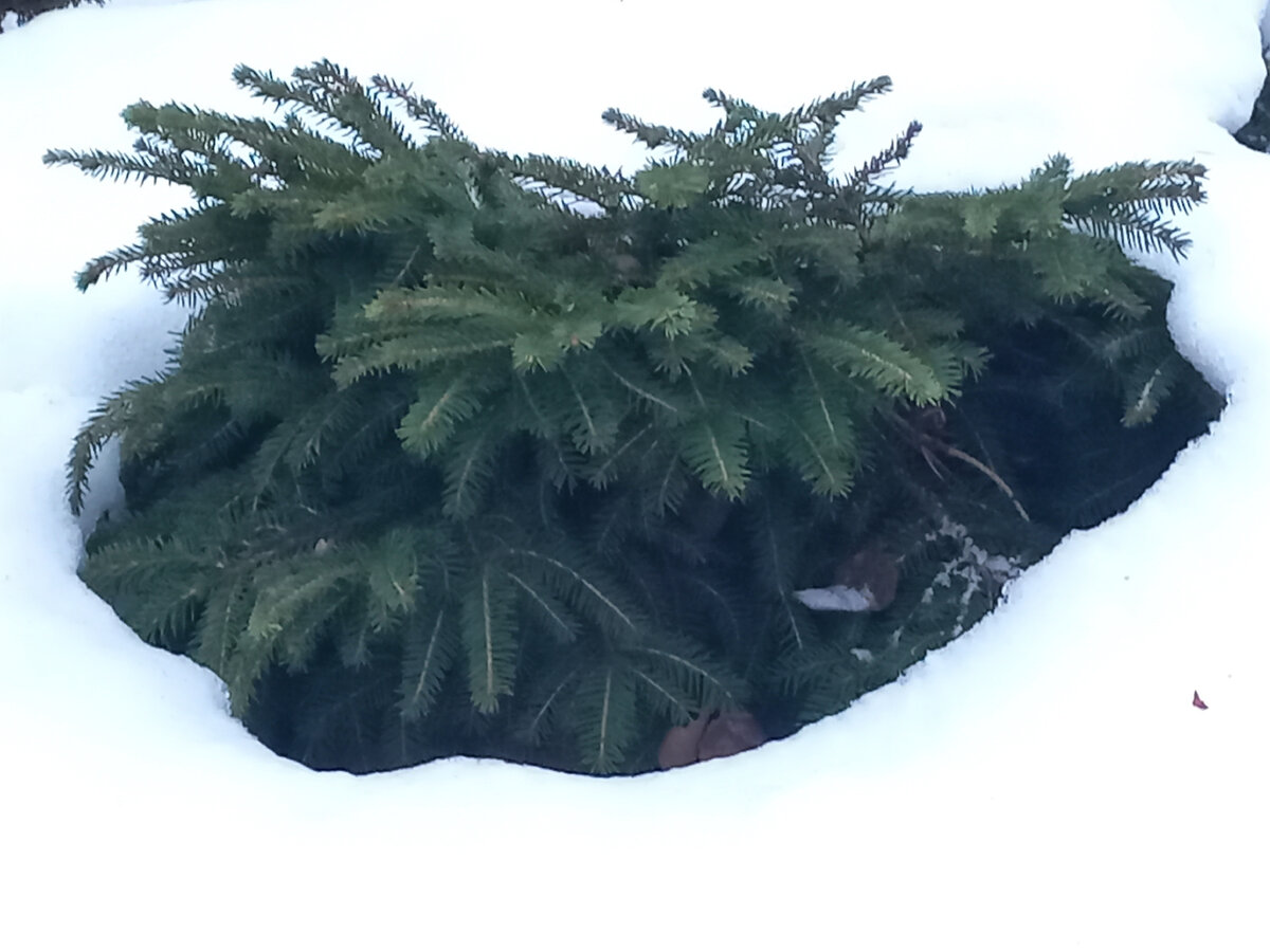 Ель Нидиформис.