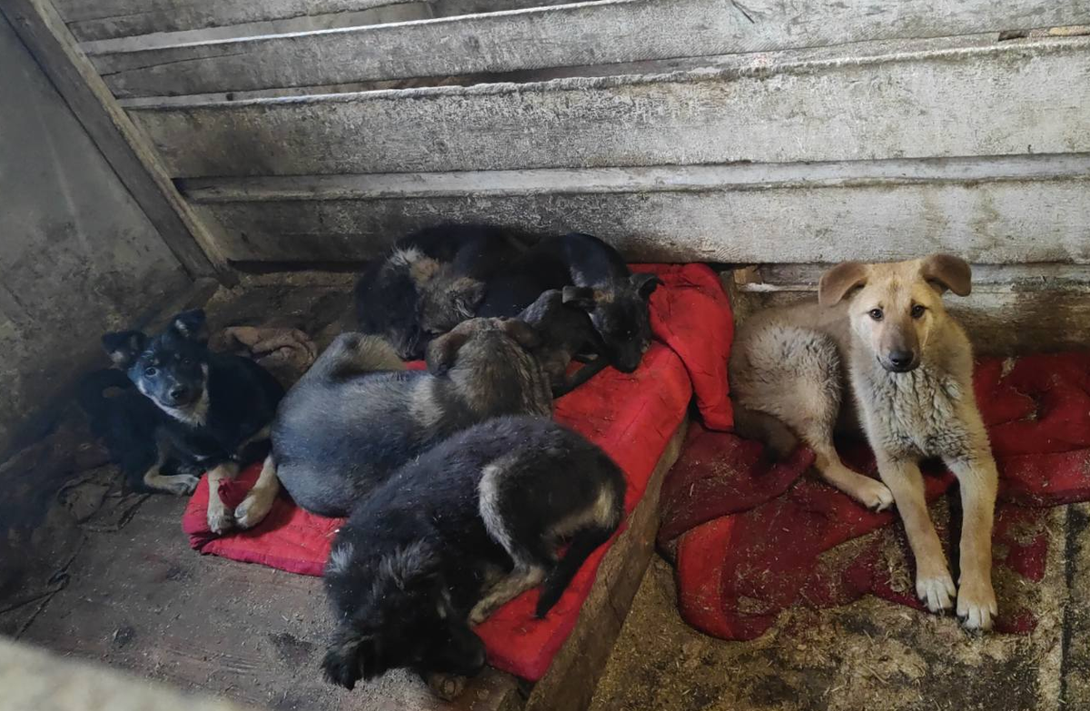 Щенки ждут начало уборки, чтобы помогать