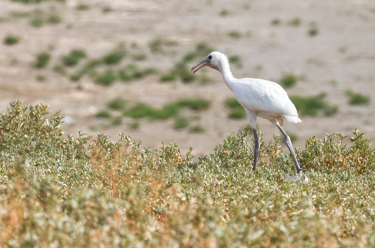 Колпица шаховская телефон. Обыкновенная колпица. Platalea leucorodia. Белая колпица. Колпица сканворд.