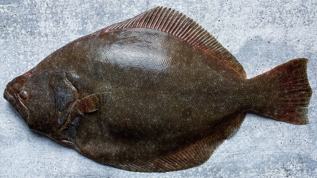 палтус тихоокеанский