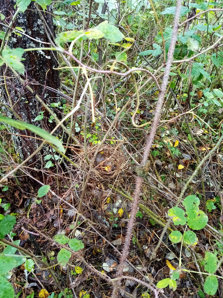 Надеюсь, что на общем фоне понятно, где гнездо. По середине кругляш из травинок. Ловко маскируются. 