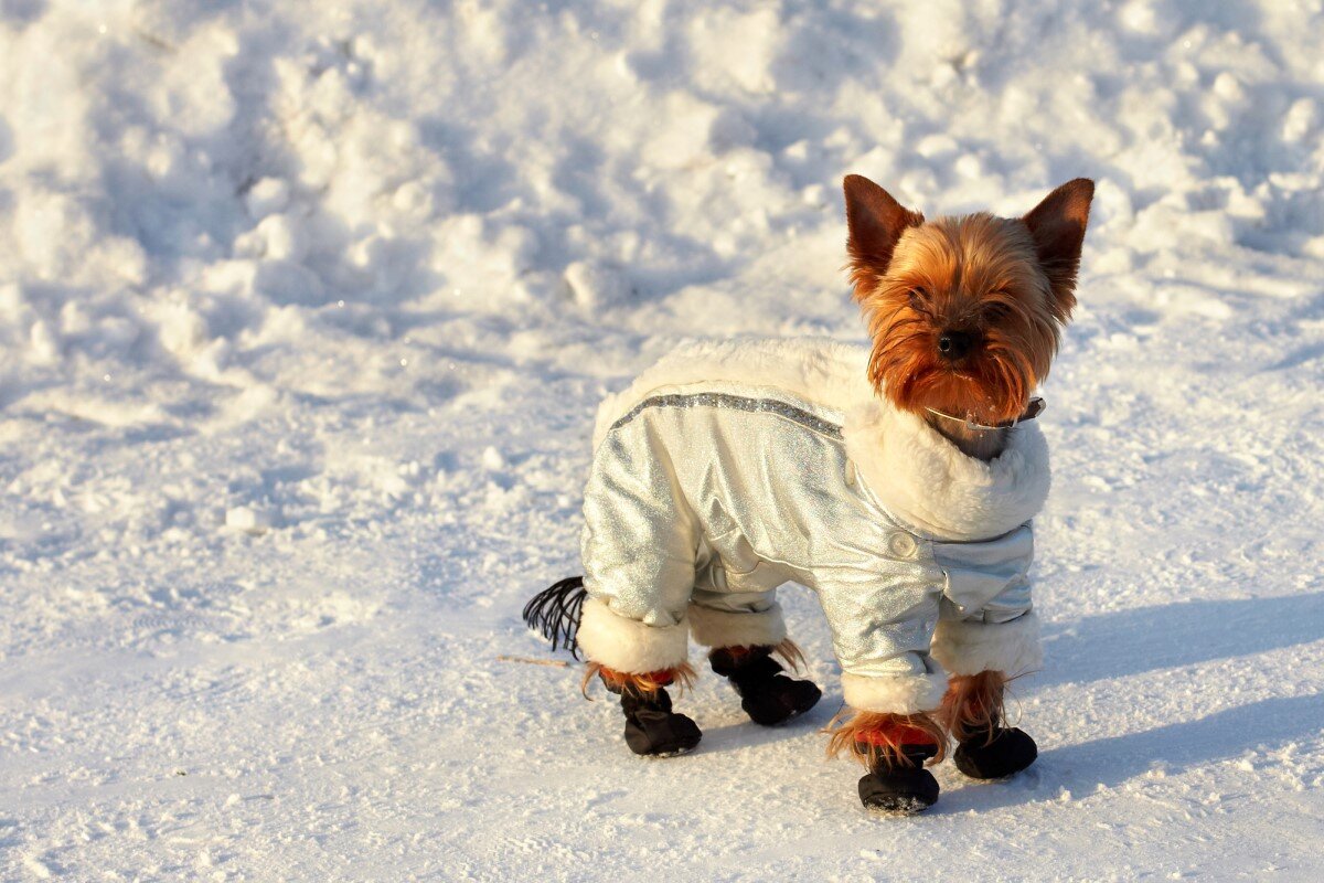 Прогулка с собакой зимой