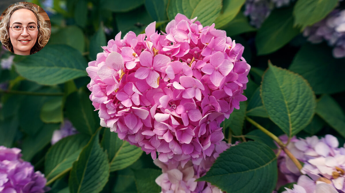 Теперь не покупаю никакие подкормки для своей гортензии, а готовлю их ...