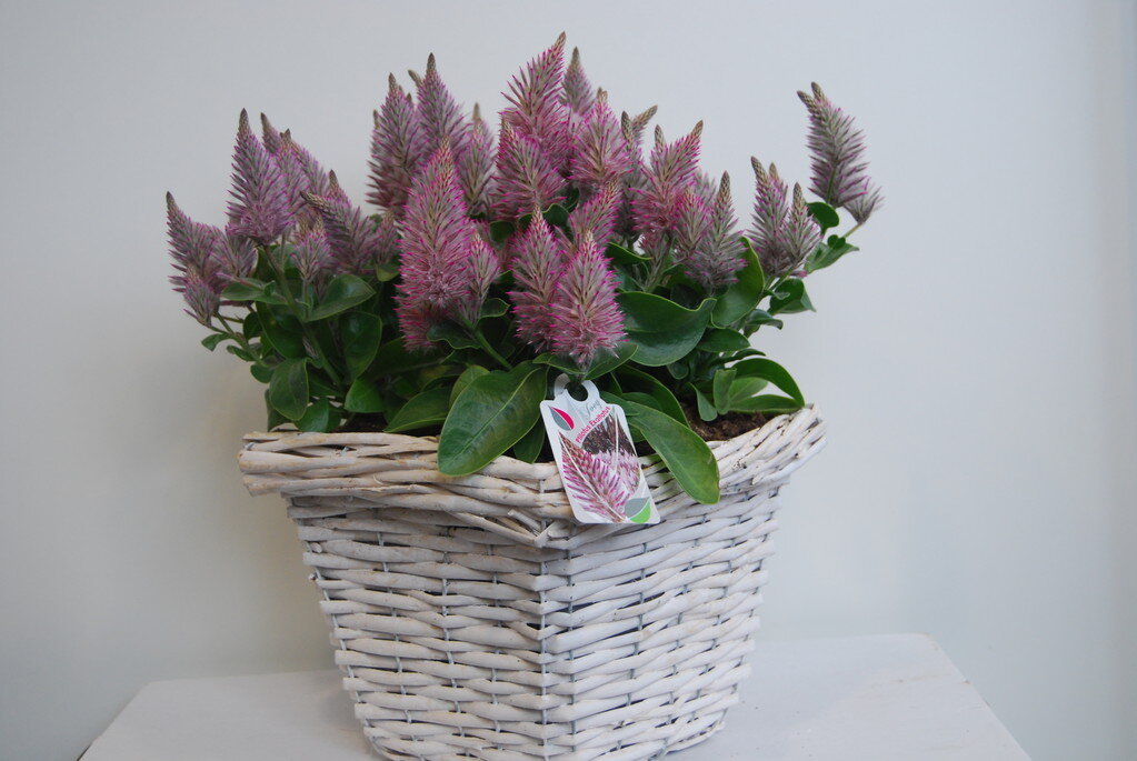 Птилотус относится к семейству амарантовых. В умеренном климате выращивается как однолетнее растение. Растение высотой 30-40 см, с раскидистым или полустоячим плотным габитусом. Кислотность грунта важна для развития растения, оно не любит известковые грунты и будет плохо расти на таких участках – нижние листья начнут желтеть, из-за недоступности железа. Поэтому на почвах с нейтральной или щелочной реакцией важно внести кислый торф перед посадкой. Птилотус можно сажать в горшке на террасе, балконе, в саду на клумбах. Это неприхотливое растение требует много солнца, мало воды, рН от нейтрального до слегка кислого. 