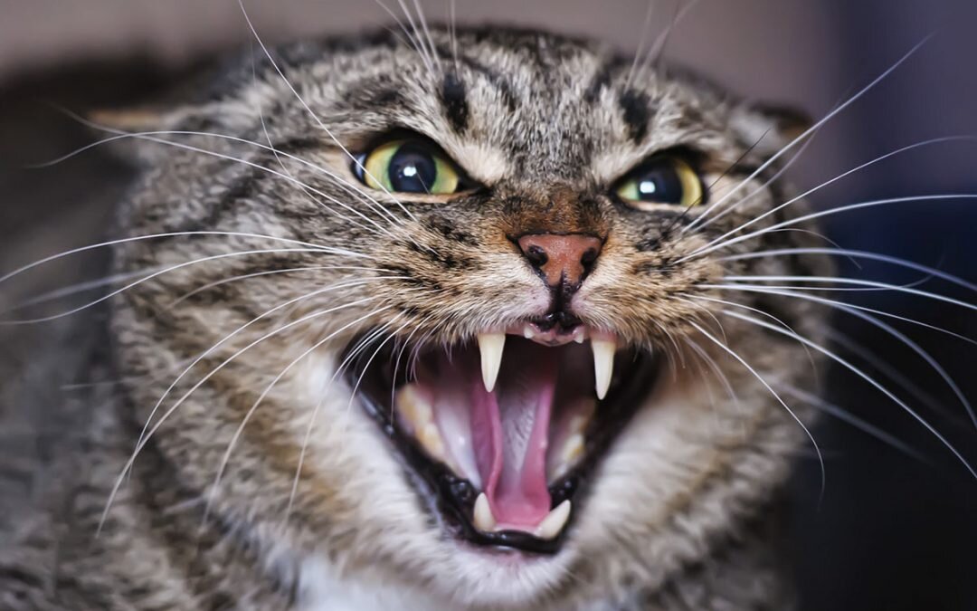 Моя кошка злая, она меня кусает! (с) | Meow gallery | Дзен
