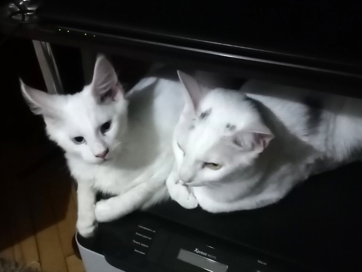 02.06.2020. Лея и Хан Соло, фото собственное