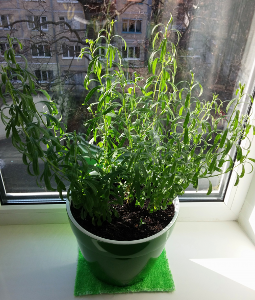 изображение с Яндекс-Картинки