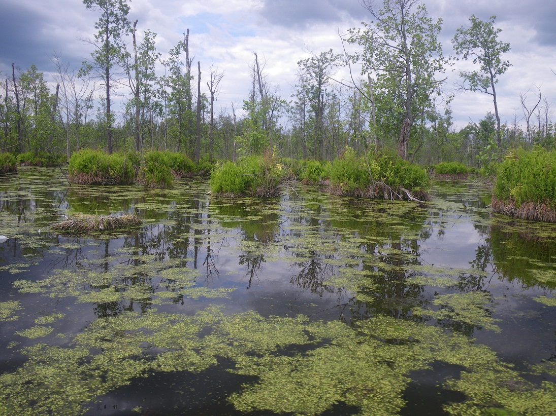метафора болота. метафора болота. метафора болота. головин художник болотная топь. болота манчак в луизиане ночью.