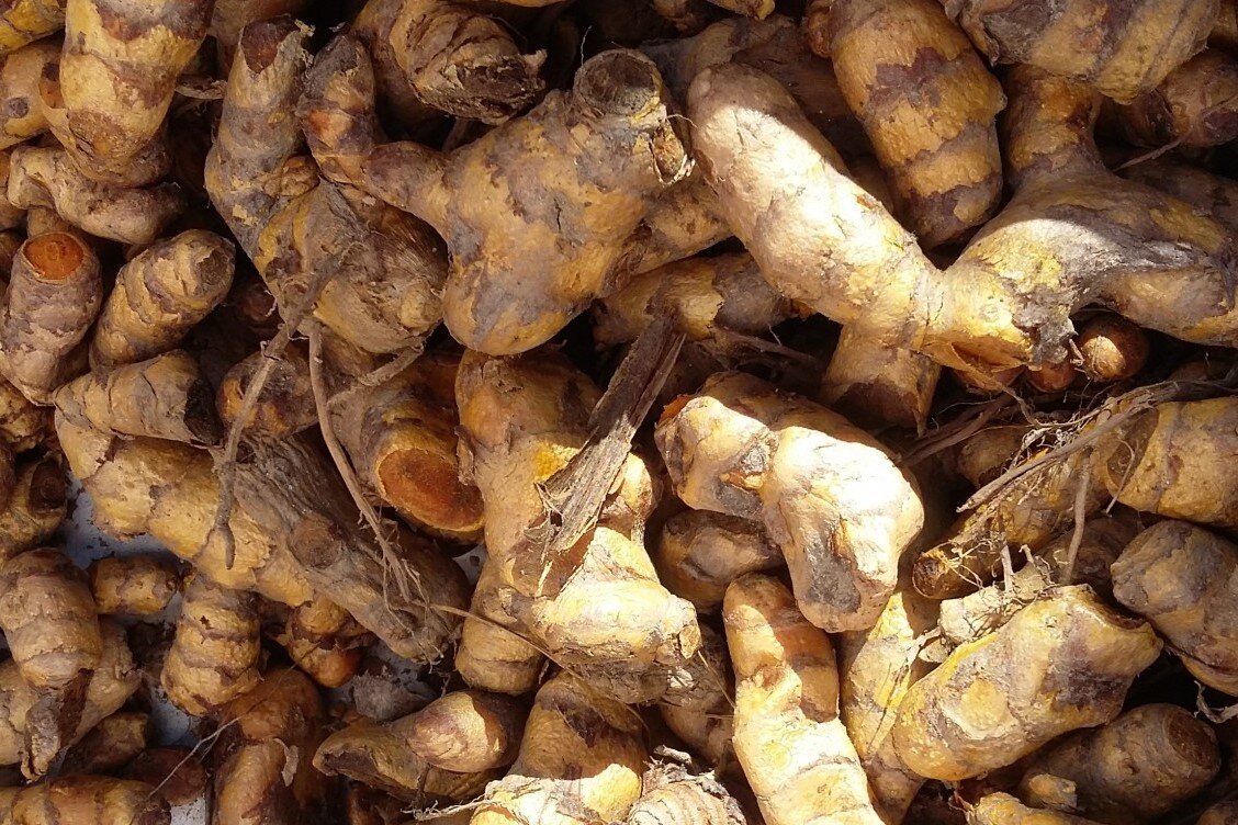 Корень куркумы очень похож на имбирь. Но если разрезать, то сразу видно главное отличие - яркий желто-оранжевый цвет