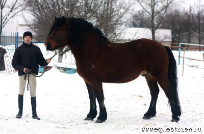 жер. Пилот (отец Сани). Фото с сайта www.equestrian.ru