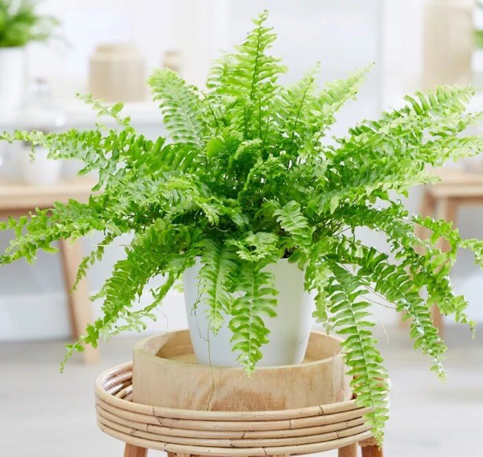 Европейский нефролепис (папоротник комнатный)